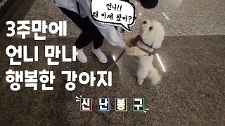 My puppy is so happy to see her 'Unnie' again after 3 weeks.