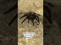#Araña