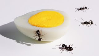 Egg Vs Ants Timelapse