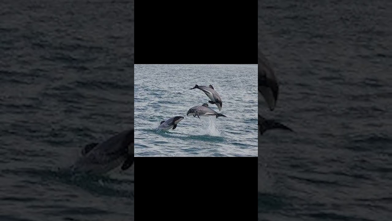 Hector's Dolphin and Atlantic Bluefin Tuna