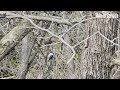 Did this woodpecker leave the tree?