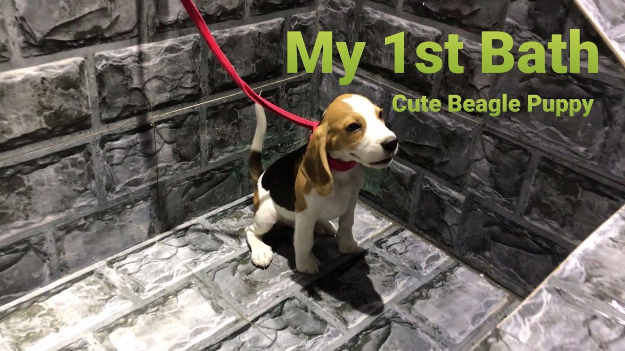 Beagle puppy 1st bath after 3 months Gabru the Beagle YouTube