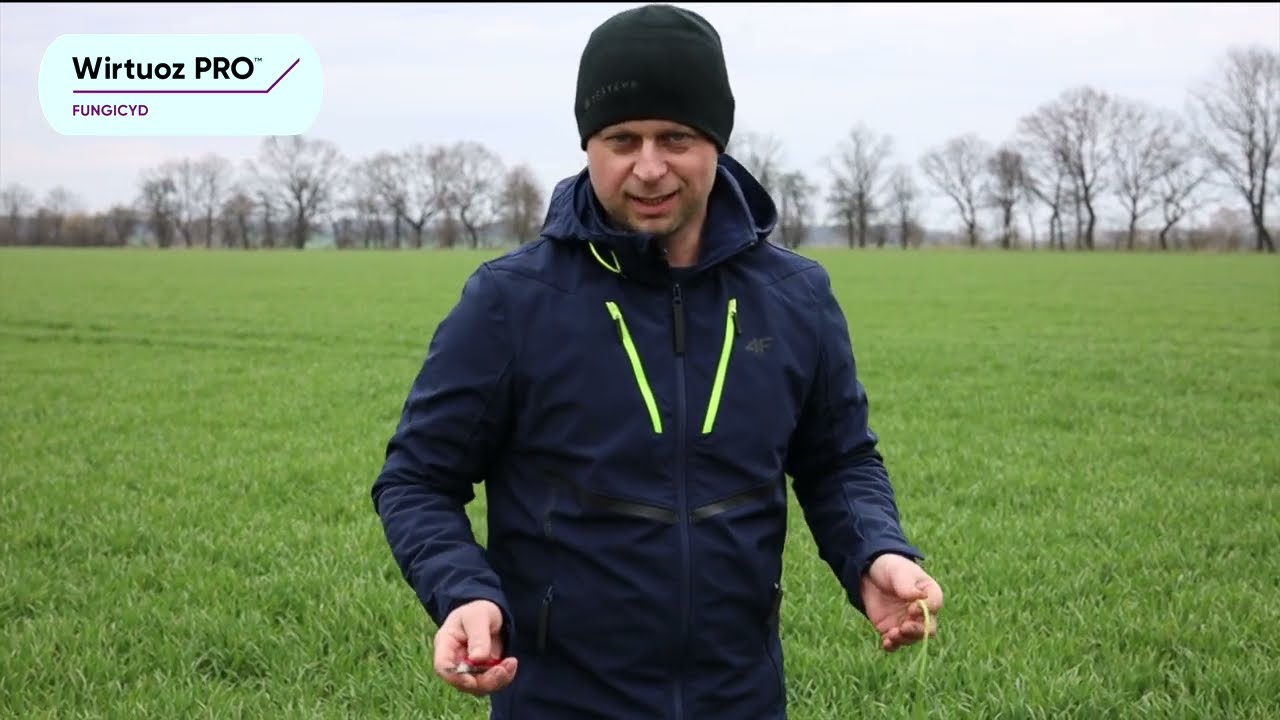Wiosenną lustrację plantacji pszenicy z przedstawicielem Corteva Agriscience