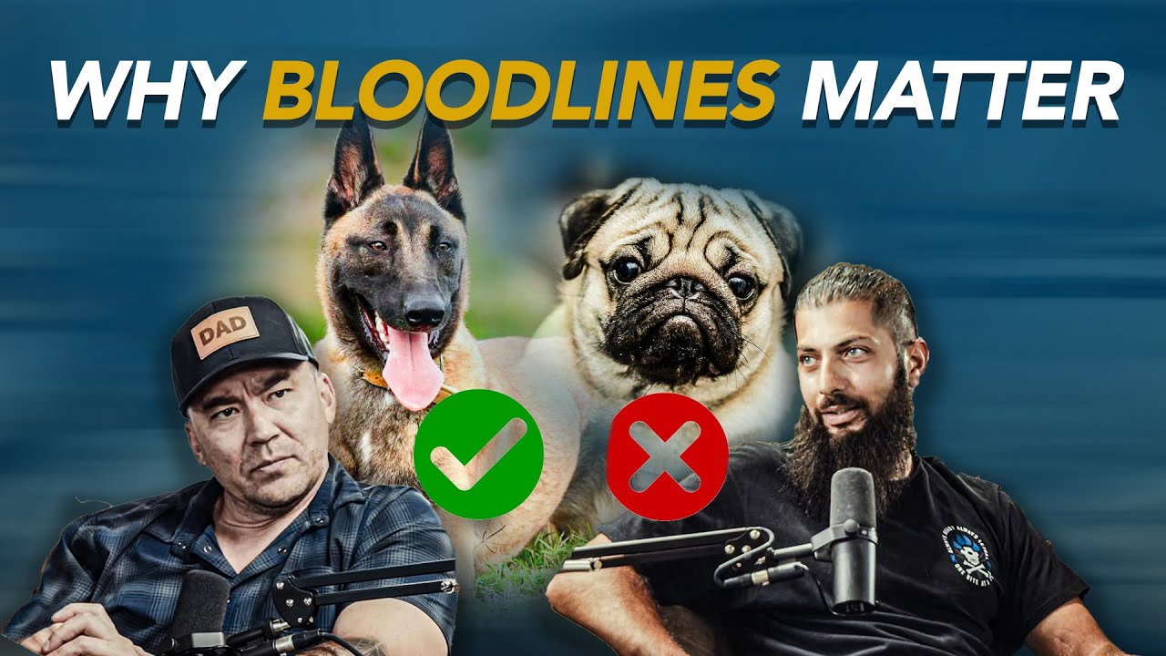 K9 Protection Dogs w/ Voskan of Andys K9 Elite