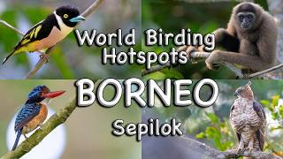 World Birding Hotspots - Borneo. Sepilok World Birding Hotspots - Borneo. Sepilok