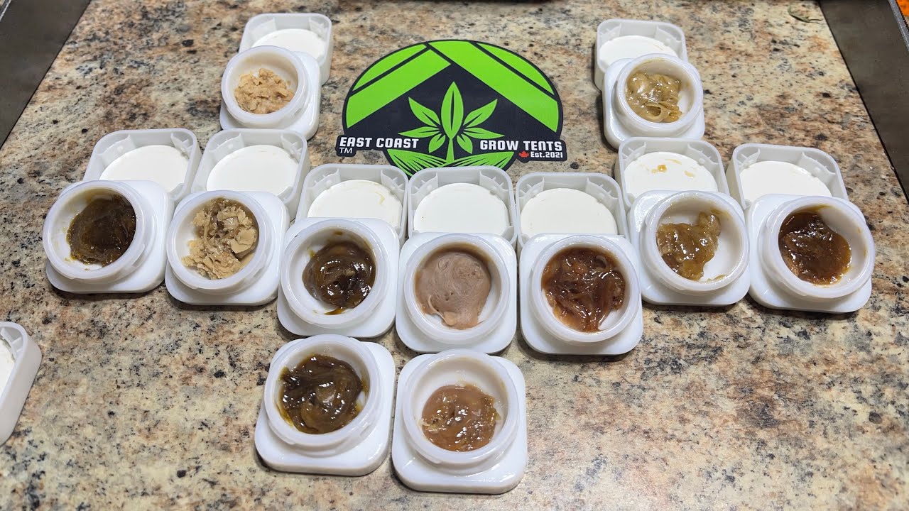 GSC 🍪 Rivers of Gold 🍯 20g in 4.5g out ✔️ Current Rosin Collection, Cold 🥶 Cure, Fresh 🔥 