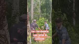 modal tali 10 x2 dan 6m sudah bisa merobohkan sapi #semuaorangツ #plants #shortvideo