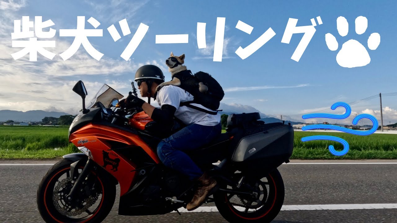 バイク女子】ツーリング大好きな柴犬ジョージ♀と山で水遊びしてきまし