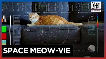 The feline frontier: NASA sends cat video from deep space