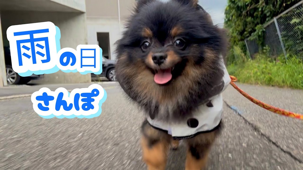 雨の日さんぽ】カッパ着て散歩に行ってみた🐻🌧️ - YouTube
