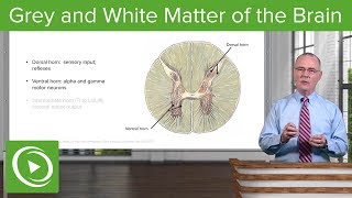 Grey And White Matter Of The Brain Spinal Cord Lecturio