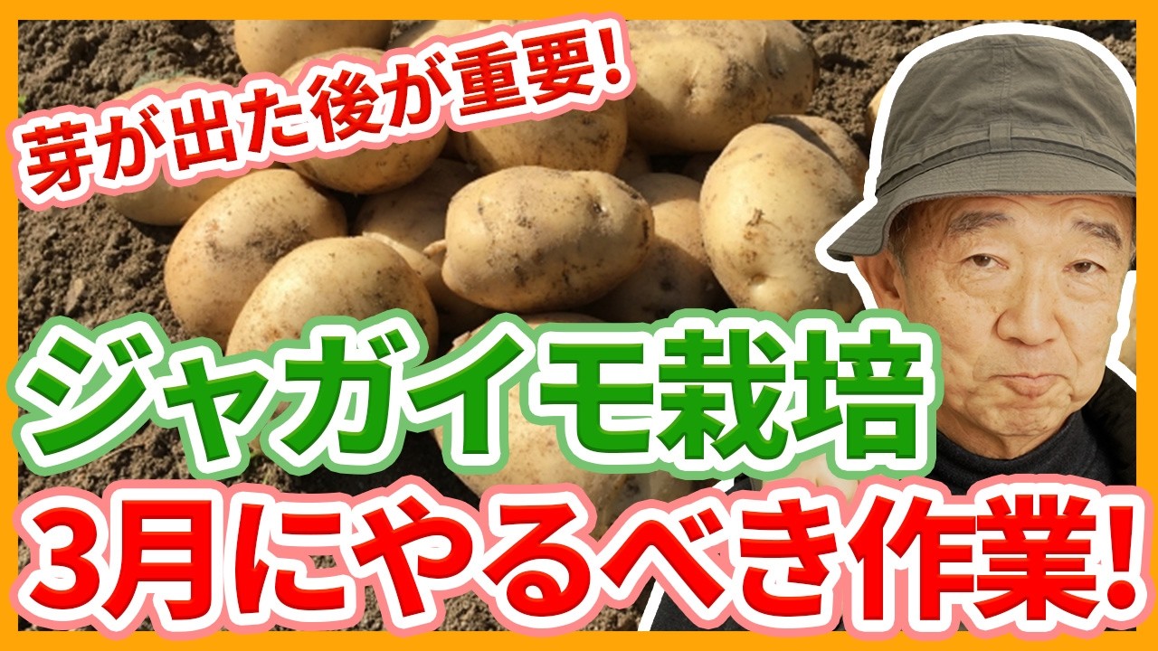 家庭菜園や農園の春ジャガイモ栽培で3月の重要作業！芽の適切な管理方法と春ジャガイモの育て方！【農家直伝】