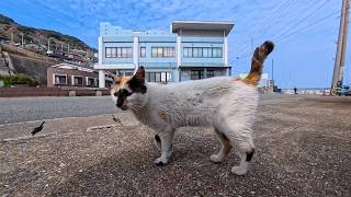 道路脇に座っていたら三毛猫ちゃんがこっちに歩いてきた