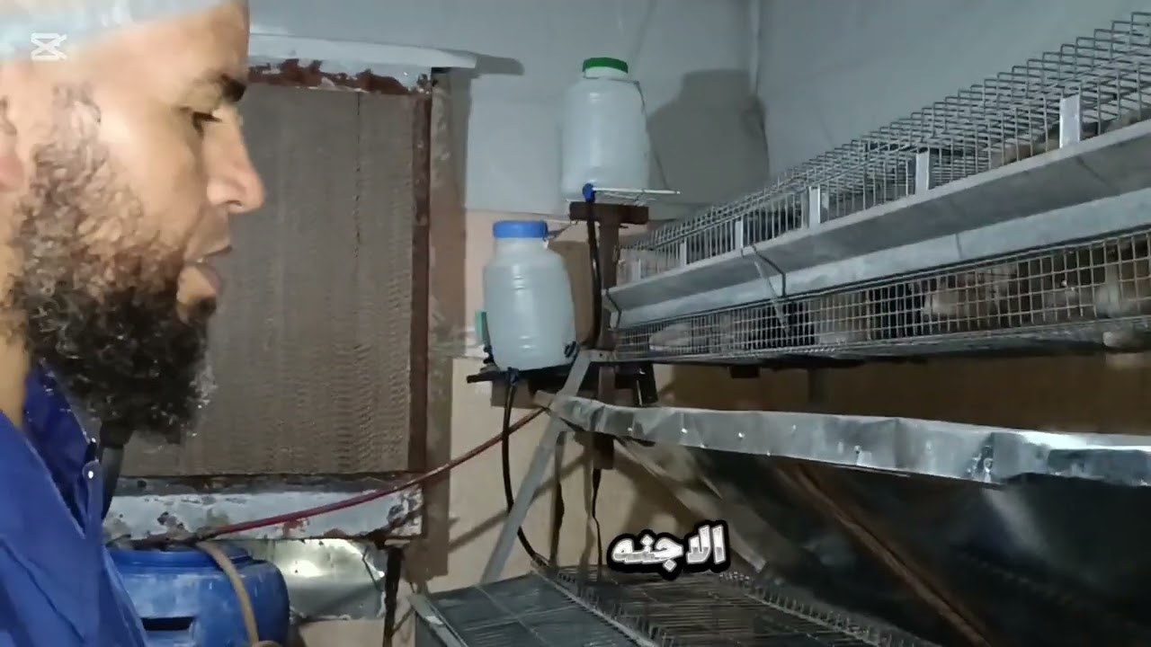 شكل المرنبة المناسبة لمشروع تربية الأرانب للمحترفين