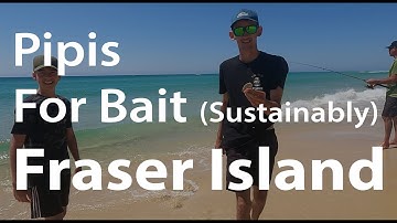 Pipis for Bait (Sustainably) Fraser Island - Sandy Cape Fishing | Fraser Fishing | All About Fraser