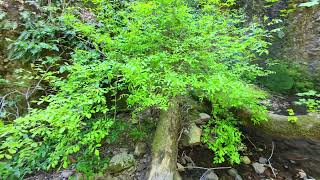 Drone footage of Devil's Well, Earth Day hike 2026