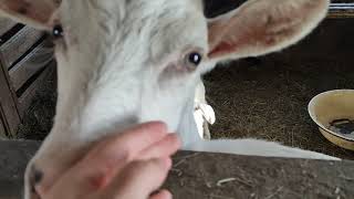 Можно ли держать коз без выпаса? Мой опыт. Стойловое содержание коз на небольшом участке.