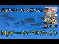 【自宅でサーモン養殖！？】70cmを超える高級サーモンを育てる新プロジェクト始動！