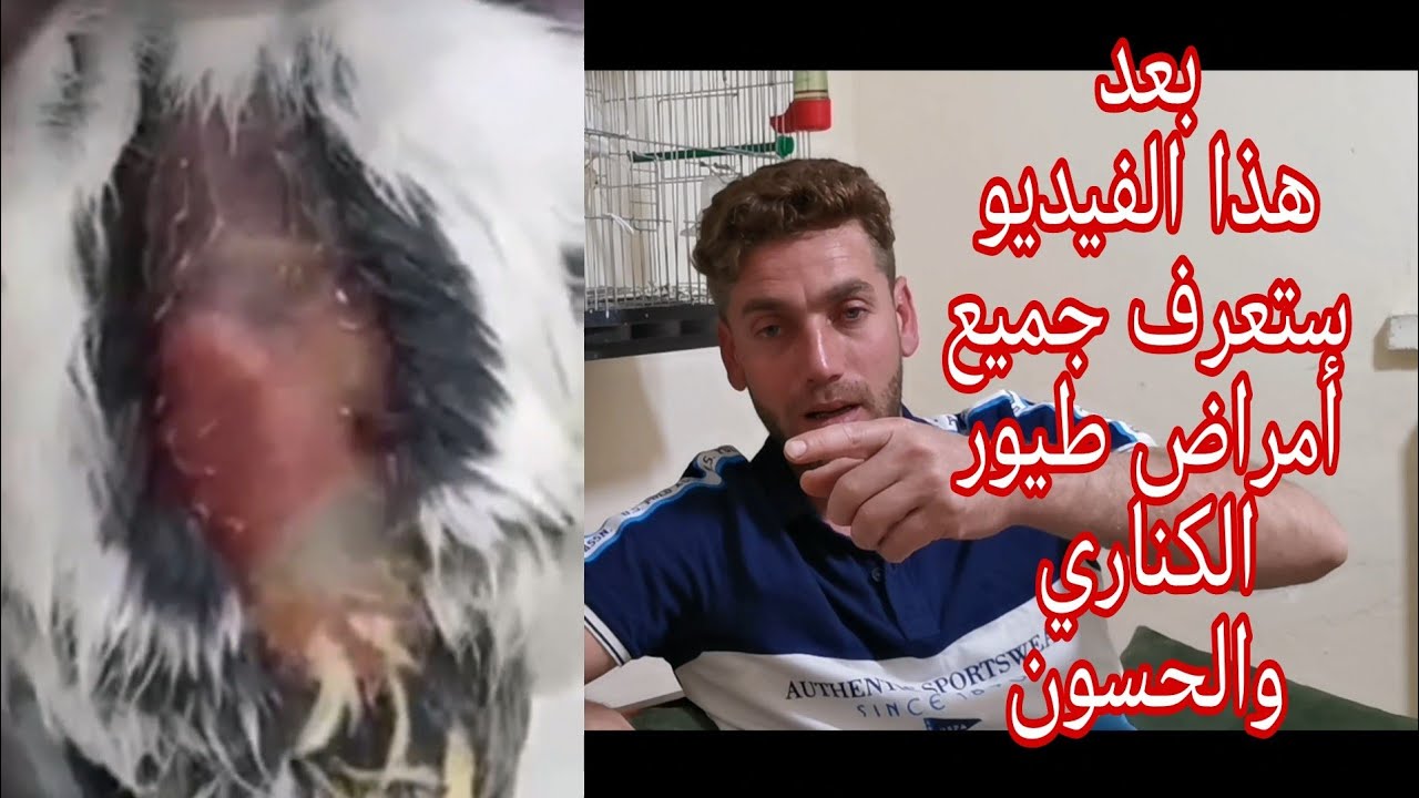 كن طبيب طيورك تشخيص جميع أمراض طيور الكناري والحسون ب 8دقائق فقط