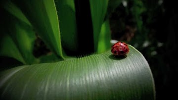 Who Said It`s Easy - Muslschusch (music video)