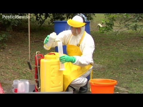 Video: Ammonium For Cabbage: Treatment Against Pests And Feeding, Proportions Of Dilution Of Ammonia For Watering And Spraying In The Garden