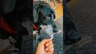 #pets