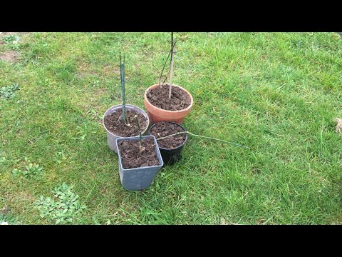 Vidéo: 3 façons de faire pousser des plantes à épices