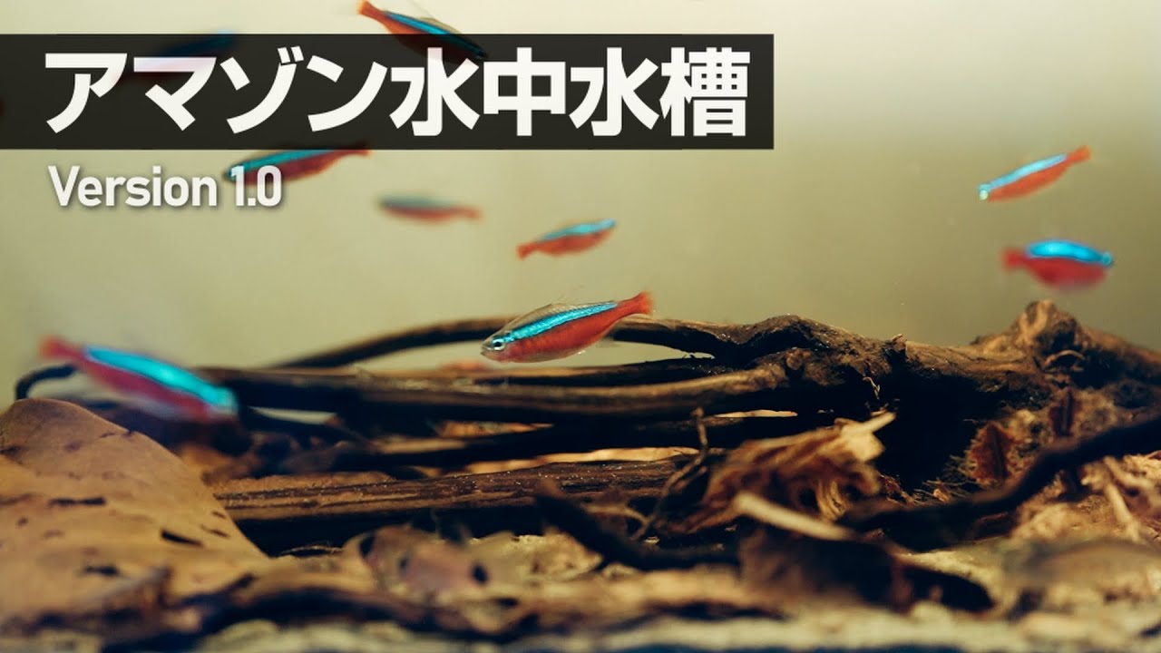 ポンさん専用 オーダーイモリウム水槽 BiOrb AIR60 「Tailor」 | JABüRO