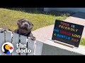Pittie Needs To Greet Fifteen To Twenty Neighbors Per Day | The Dodo