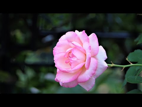 これでもバラの二番花 神代植物公園21 Even This Is A Beautiful Second Of The Rose At Jindai Botanical Garden 21 Youtube