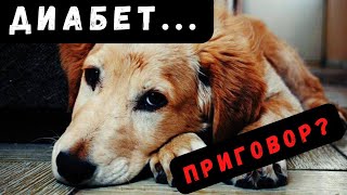 🐕📝🐾 Диабет у собак: причины, симптомы и лечение