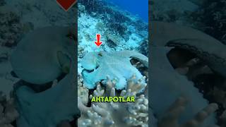 Ahtapotlar Nasıl Görünmez Oluyor? 😳