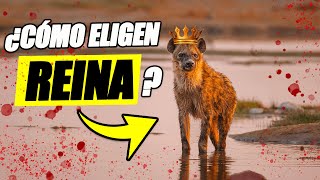 El Matriarcado En Las Hienas La Historia De La Hiena Waffles