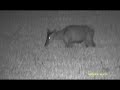 L-Shine LS-650 digital night vision field test