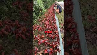 Why Thousands Of Crabs Die During Migrationtrending fishing civilfacts virals