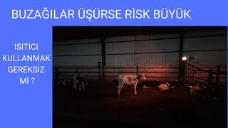 Buzağılar Üşürse Risk Büyük! Isıtıcı Kullanımı ve Düzenli Kontrollerle Sağlığı Garantiye Alın