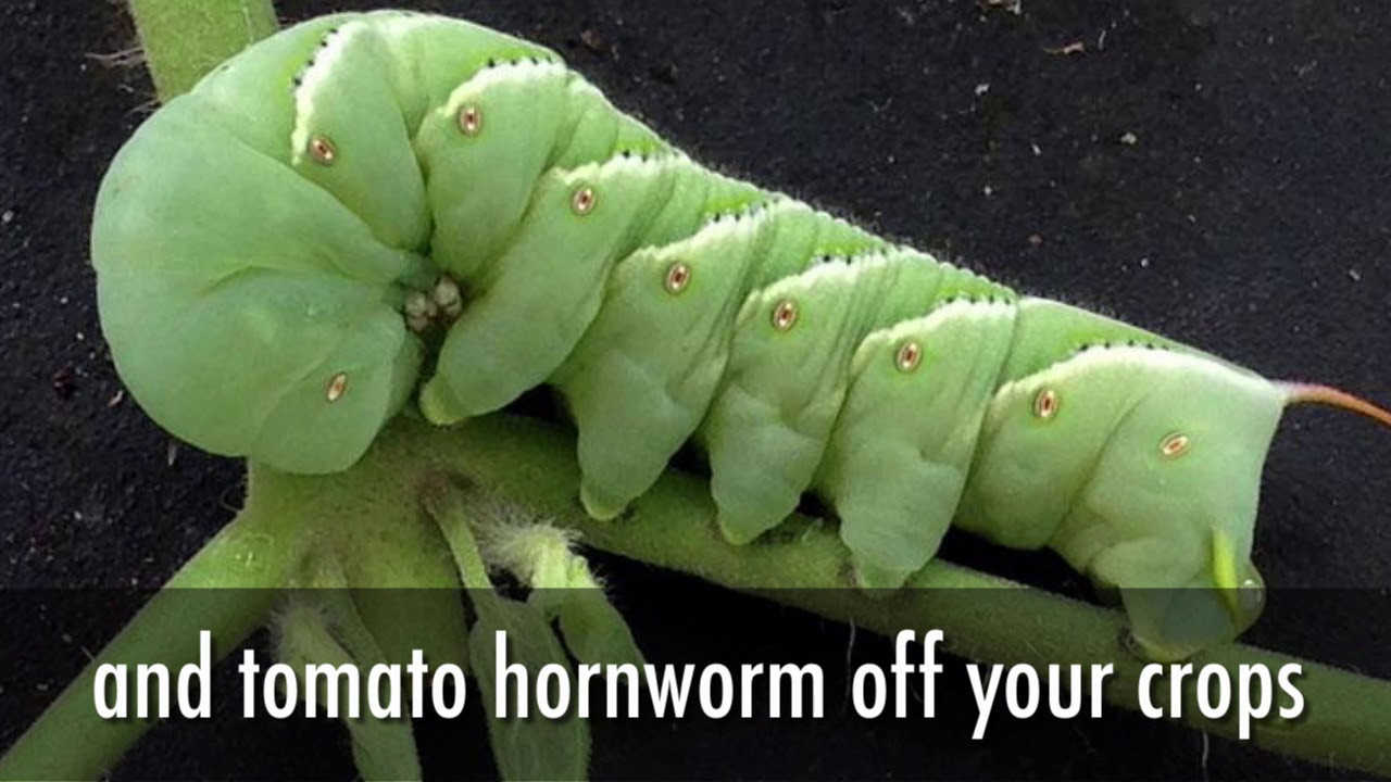 The Benefits of Growing Dill In Your Garden YouTube