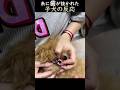 糸に歯が抜かれた子犬の反応