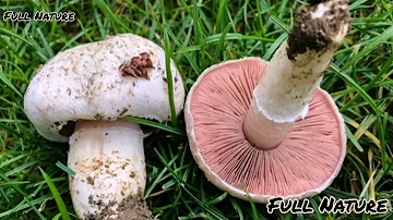 Quels sont les champignon comestible ?