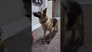 شوفو ذكاء لوسي