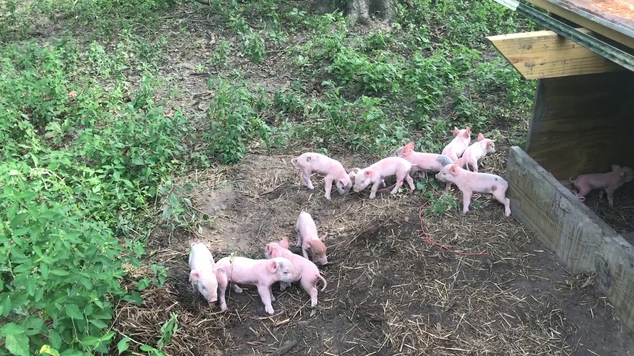 Lulu's First Litter 06202018