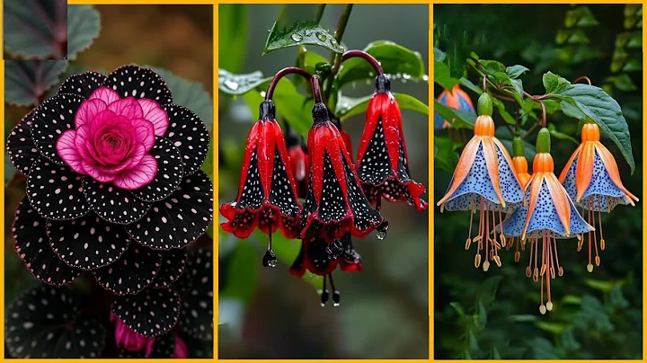 The 20 Rarest and Most Beautiful Flowers in the World – The Last One Only Blooms in a Secret Place! thumbnail
