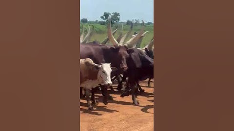 President Museveni watching Anita Among cows from a distance in Bukedea