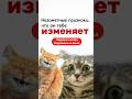 Незаметные признаки, что он тебе изменяет # #отношения #семьявместе #котосемья #юмор #измена #весело