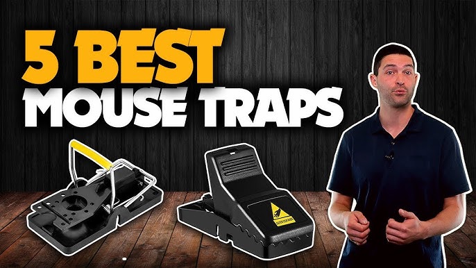 Our Point of View on Feeke Mouse Traps From  