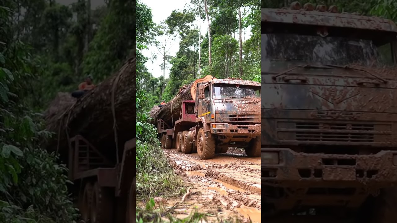 Watch Truk trailer angkut satu pohon raksasa #trukoleng #truktrailer #viralvideo #reels #fyp #truk #truck on YouTube Watch Truk trailer angkut satu pohon raksasa #trukoleng #truktrailer #viralvideo #reels #fyp #truk #truck on YouTube