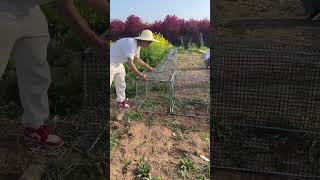 🐔✨ Upgrade Your Farm — Amazing Chicken Tunnel Run Setup! 💡 #chicken #tunnel #shorts