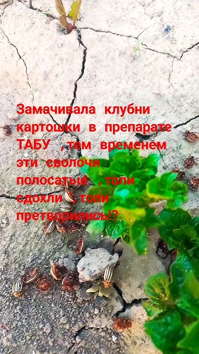 Препарат ТАБУ против колорадского жука #садогород #борьбасвредителями ...
