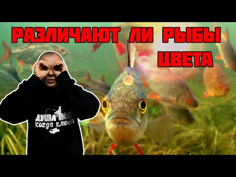 Могут ли рыбы различать ЦВЕТА ПРИМАНКИ? Тайна водного мира!