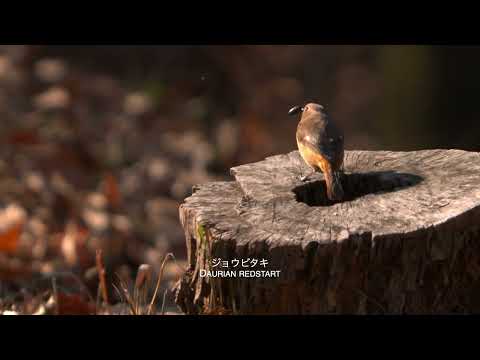 ジョウビタキ Daurian redstart